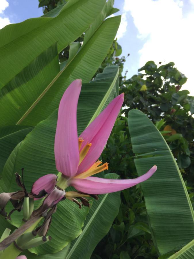 Guest House Annsea Ishigaki  Экстерьер фото