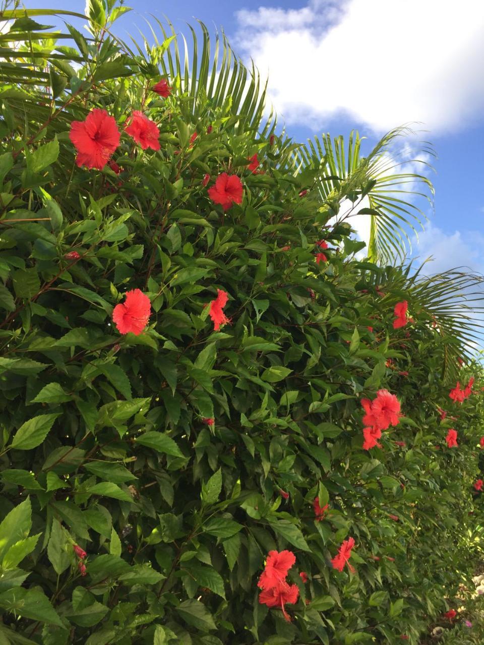 Guest House Annsea Ishigaki  Экстерьер фото
